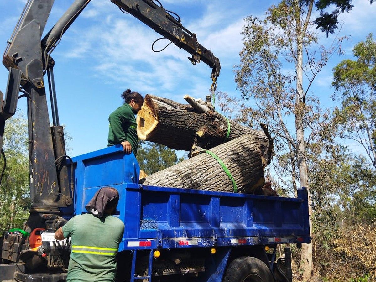 Tree Removal