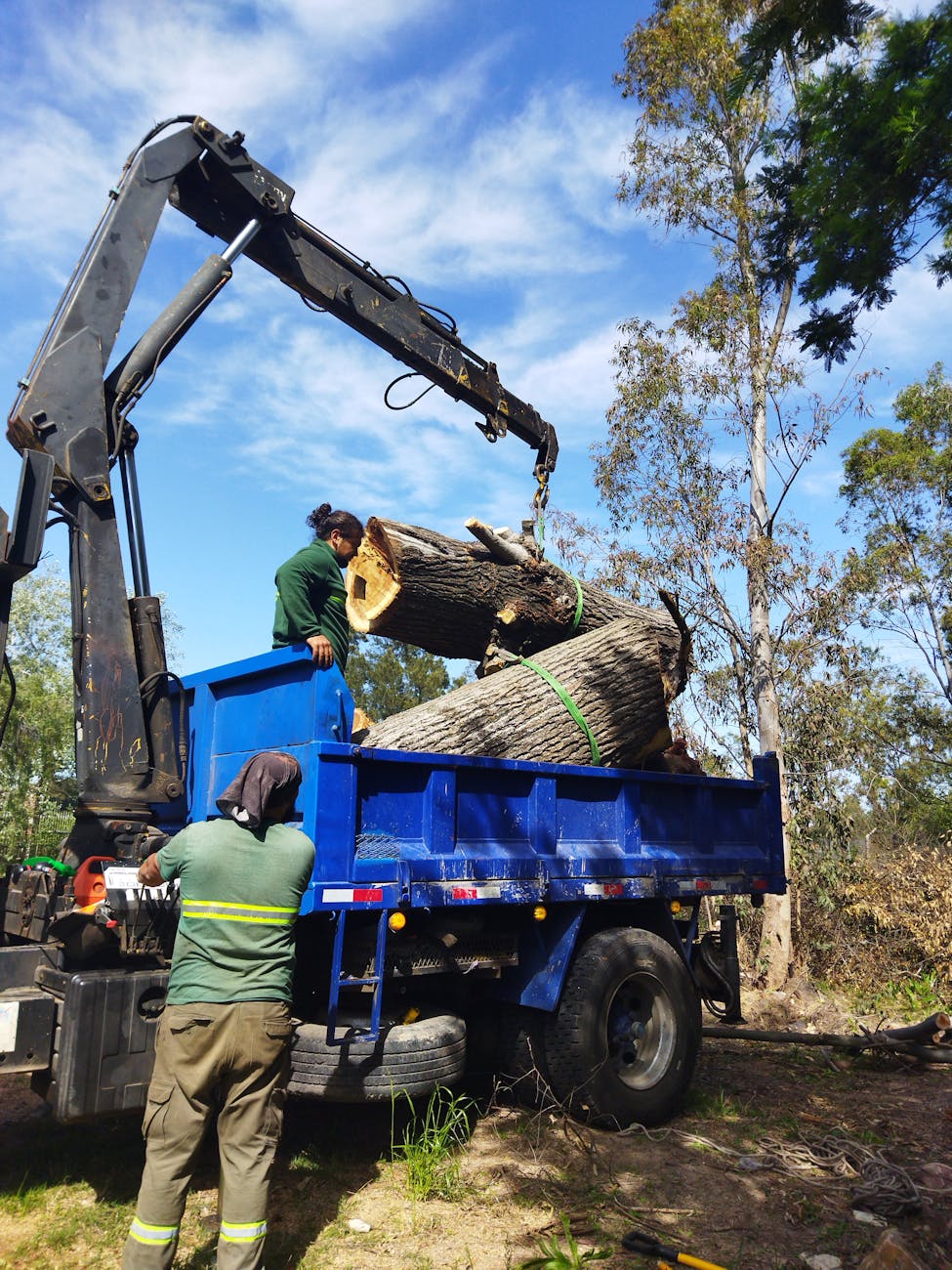 Tree Removal